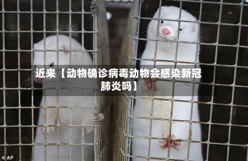 近来【动物确诊病毒动物会感染新冠肺炎吗】