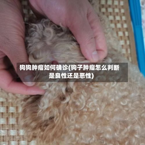 狗狗肿瘤如何确诊(狗子肿瘤怎么判断是良性还是恶性)-第3张图片